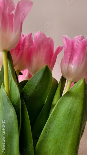 Beautiful pink tulips bouquet close up on a soft neutral background