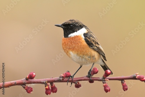 European stonechat saxicola rubicola bird songbird wildlife nature predator cock o the north, beautiful animal mountain finch, animal, bird watching ornithology, flower bud fauna wildlife Europe