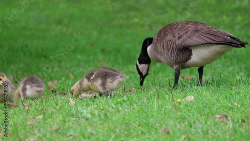 Canadian geese babies grazing on land under mother's watchful eye