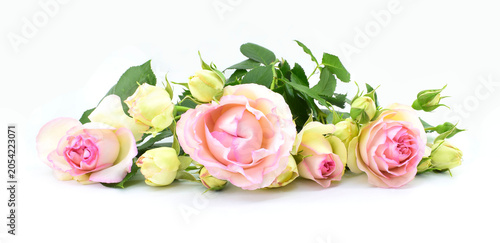 Beautiful pink rose flowers in a line arrangement isolated on white background.