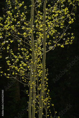 Aspens Springing