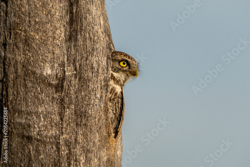 Photos Little owl.