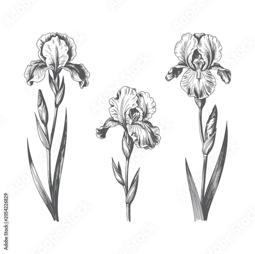 Schilderij op canvas Hand-drawn iris flower collection featuring three blooming stems in vintage botanical engraving style