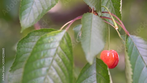 4K video Ripe Cherry Hanging on Tree Branch. Ultra HD 4K close-up video of a ripe red cherry hanging from a tree branch surrounded by fresh green leaves.