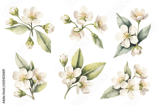 White floral branches watercolor set, soft botanical bloom illustrations.
