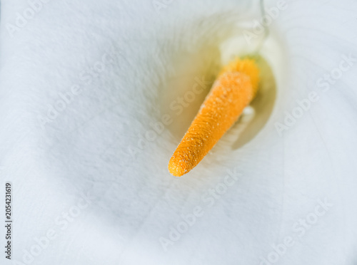 Obraz na plátne Abstrcat macro imago of a Cala flower