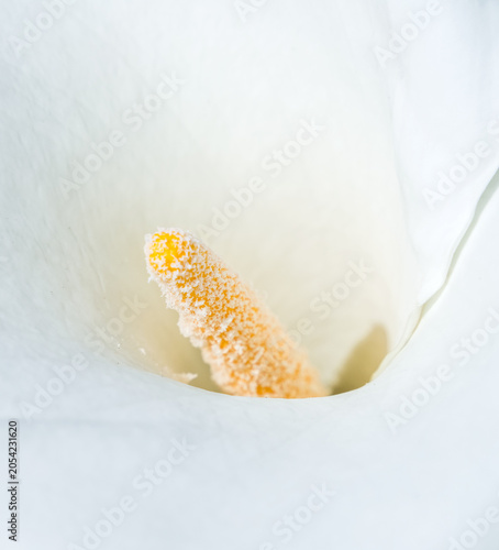 Fotografie Abstrcat macro imago of a Cala flower