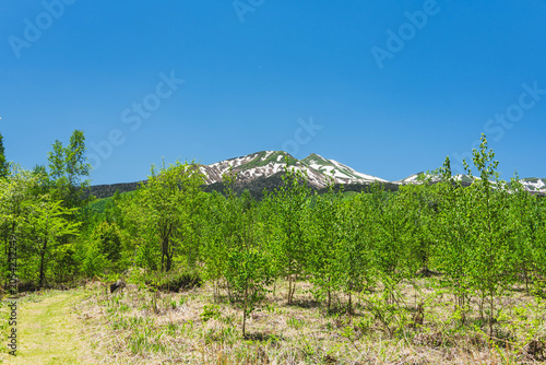 Cuadro en lienzo 初夏の乗鞍高原と瑞々しい白樺の新緑、残雪の乗鞍