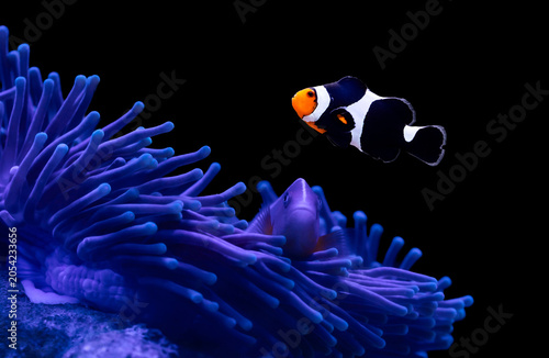 Orange clown fish. Amphiprion percula. Green coral background. 