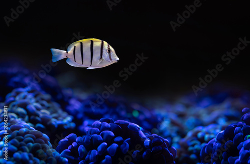 Acanthurus triostegus. Convict Tang. Convict surgeonfish. Black background. Isolated fish.