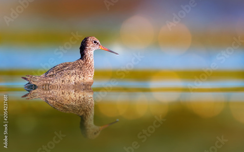A cute water bird. Natural background.