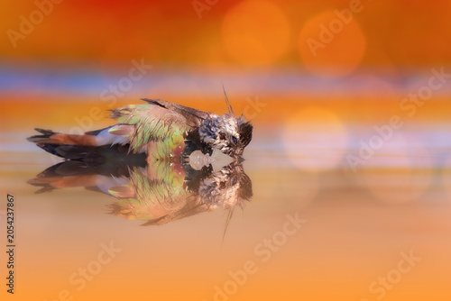 A water bird bathing. Lapbird. Natural background.