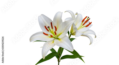 Obraz na plátně Elegant White Lily Flower with Red Stripe Details Isolated on Transparent Backgr