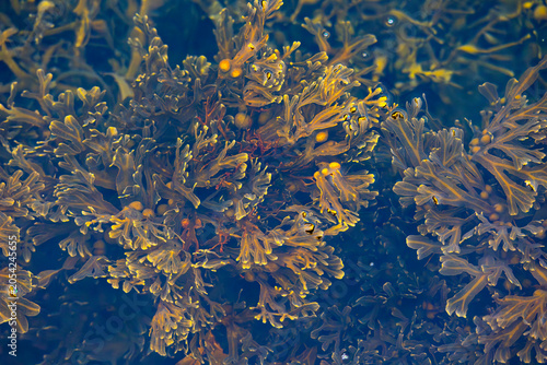 Beautiful seaweed groing in the saltwater of the fjord in Norddal village. A springtime scenery near Geiranger Unesco World heritage area, Sunnmore, More og Romsdale, Norway.