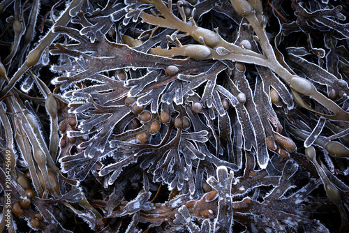 Fotografía Beautiful seaweed groing in the saltwater of the fjord in Norddal village