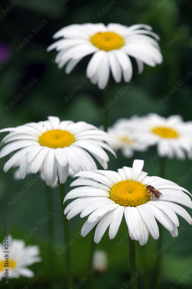 Fototapeta premium White daisies in the garden. A small bee sits on a daisy flower.