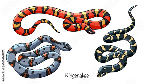 Valokuva Kingsnakes