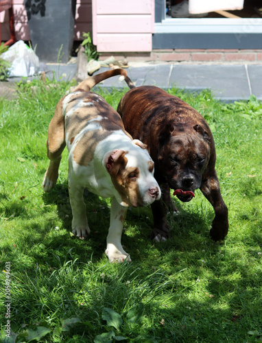 Tablou pe pânză Two dogs playing in the garden on a sunny summer day