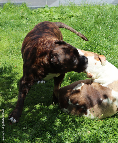 Tablou pe pânză Two dogs playing in the garden on a sunny summer day