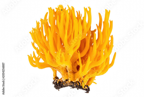 Fotografie Vibrant Golden Spindle Coral Mushroom Close Up