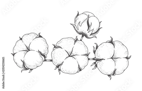 Obraz na płótnie Hand drawn vintage cotton bolls a branch plant