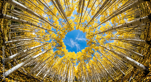 Looking up at a circular blue sky through a dense canopy of golden autumn aspen trees