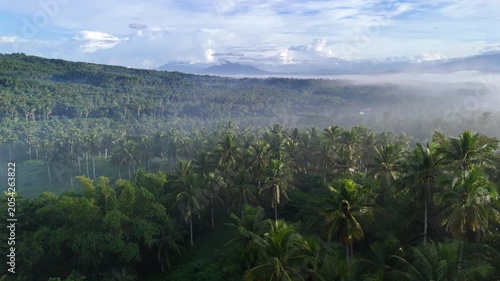 Rising push in tilt down aerial shot from a tree revealing the fog covered coconut farm in Tula Tula, Philippines