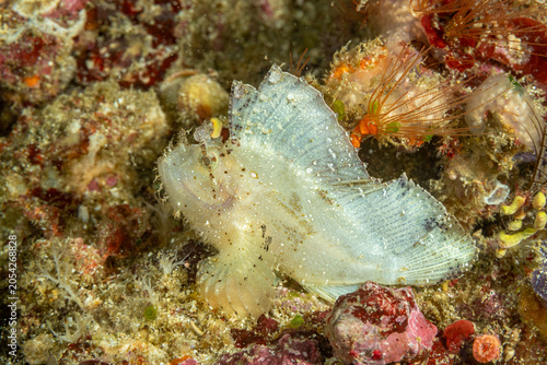 Foto Indonesia, Komodo, Leaf Fish, Leaf Scorpionfish, Paperfish (Taenianotus triacant