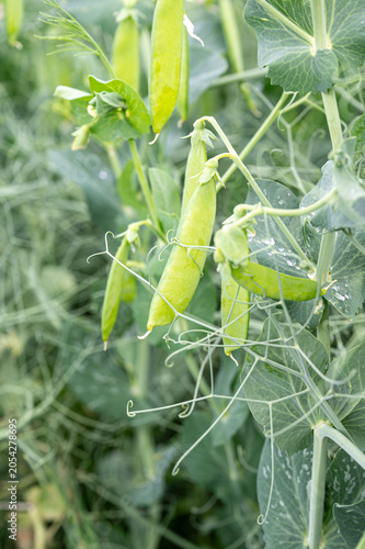 Foto Runner beans growing on field, close-up