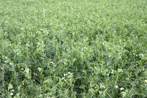 Obraz na plátně Runner beans growing on field