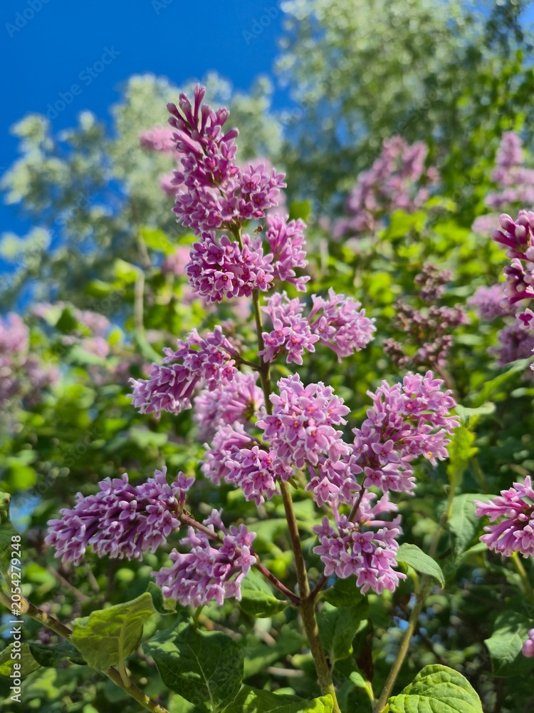 Obraz premium purple lilac flowers