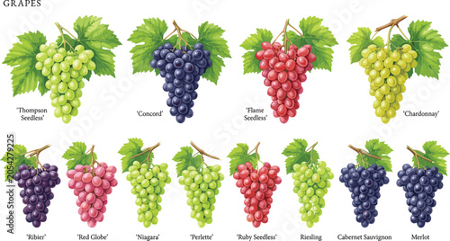 Foto Grape Varieties Chart Vector Collection Featuring Thompson Seedless, Concord, Ch
