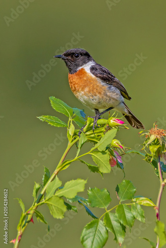 A sharp, high-quality wildlife photograph of an adult male European Stonechat (Saxicola rubicola) perched elegantly on the topmost vertical stem of a wild dog rose bush. 