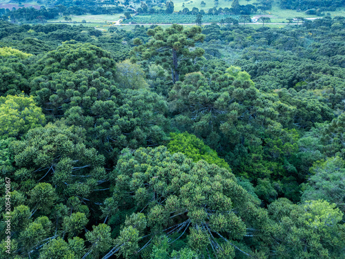 Bild auf Leinwand Floresta com araucárias ou floresta ombrófila mista.