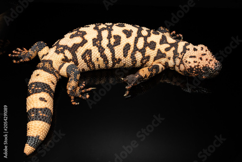 Valokuva Yellow venomous lizard
