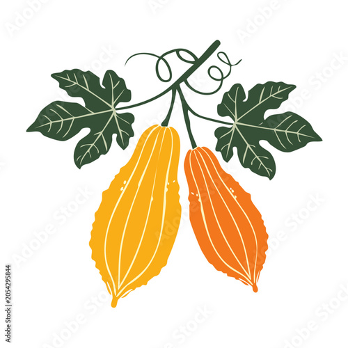 Vintage Illustration of Bitter Melon Plant