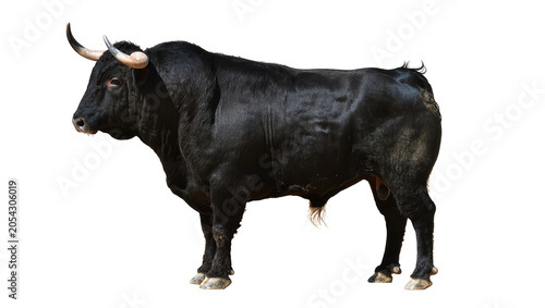 Foto Powerful black bull with curved horns, isolated on transparent background