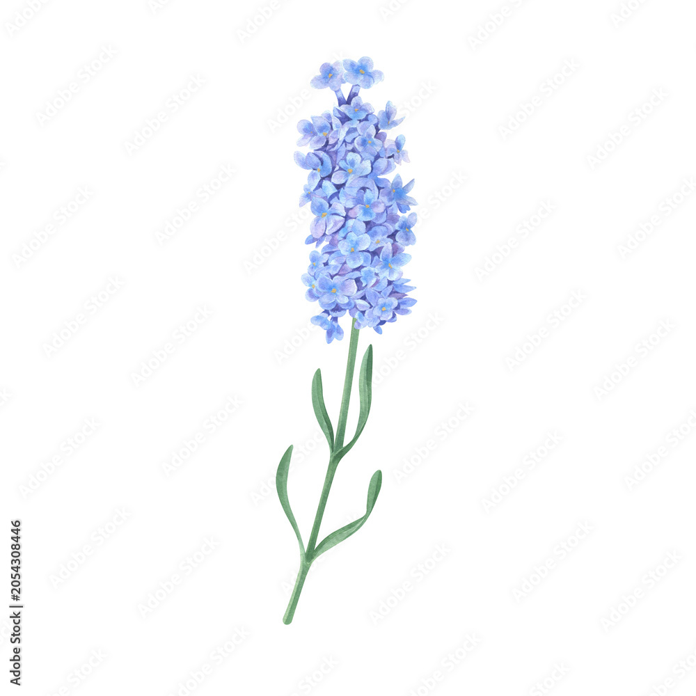 Obraz premium Watercolor illustration of lavender. A summer wildflower. Suitable for greeting cards, banners and flyers, packaging, invitations, and holiday decor.