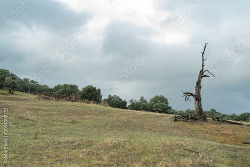 Photography Ruins of an old stone building next to a burnt tree in the countryside