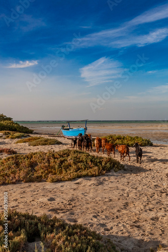 Fotografija Beautiful vertical landscape of a coastal lagoon at low tide with a small wooden boat and livestock on the sand, perfect for stories background