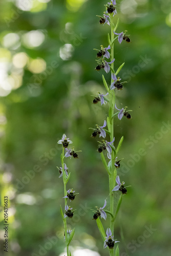 Konstfotografi Insect-like Ophrys insectifera flowers in a garden in early summer