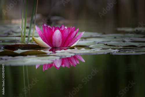 Fleur de nénuphar