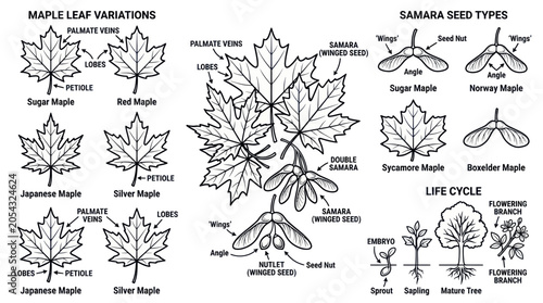 Bild auf Leinwand Maple Leaf Anatomy, Samara Seed Types and Life Cycle Illustration