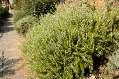 Scenic wide shot of a big aromatic rosemary shrub with green needle-like leaves growing next to a stone border in a park.