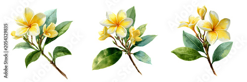 Set of  Vibrant Yellow, White Plumeria Flowers  on transparent png background. Ai generated