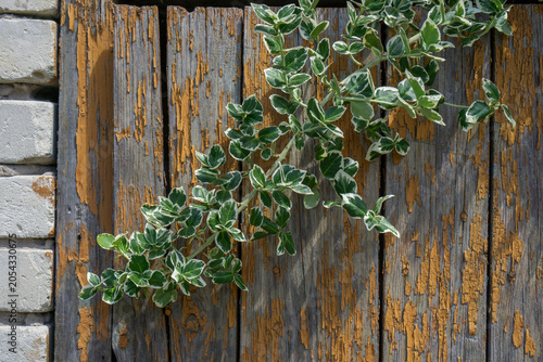 Close-up of green ivy branch with variegated leaves on a weathered wooden background with peeling yellow paint.