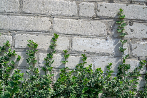 Fresh green plants climbing up a white brick wall, horizontal natural background.