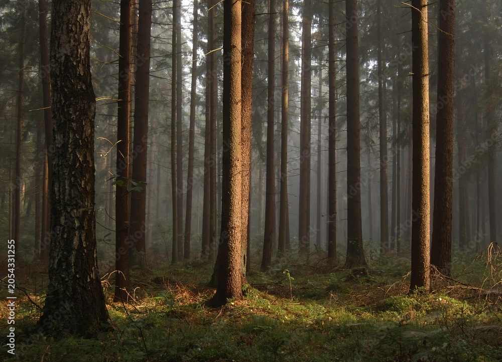 Fototapeta premium An old, dark deciduous hornbeam forest, with rays of sunlight shining through the branches.