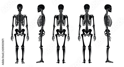 Fotografía Human skeleton in various poses black silhouette against a white background skel