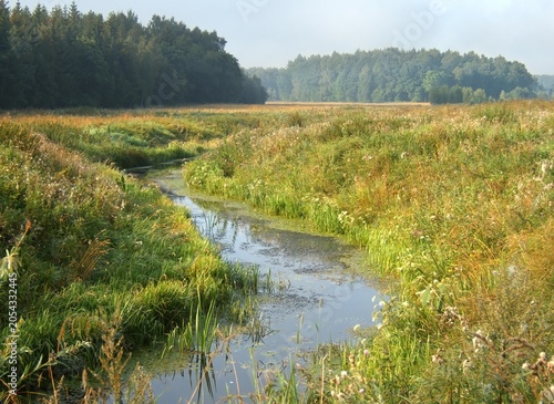 A view of the wetlands in early autumn. Tufts of grass, water, and forest.